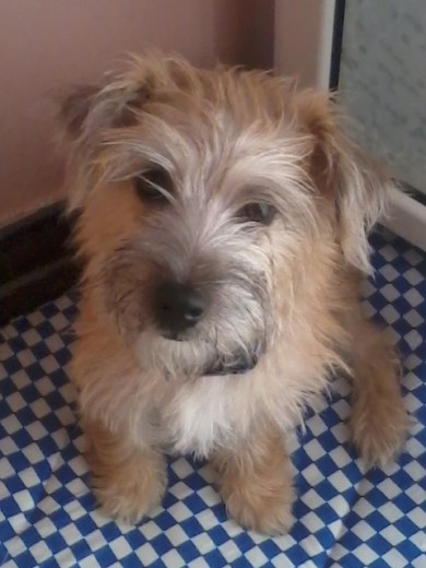 Aquí está el pequeño y juguetón Blue... jijij. 